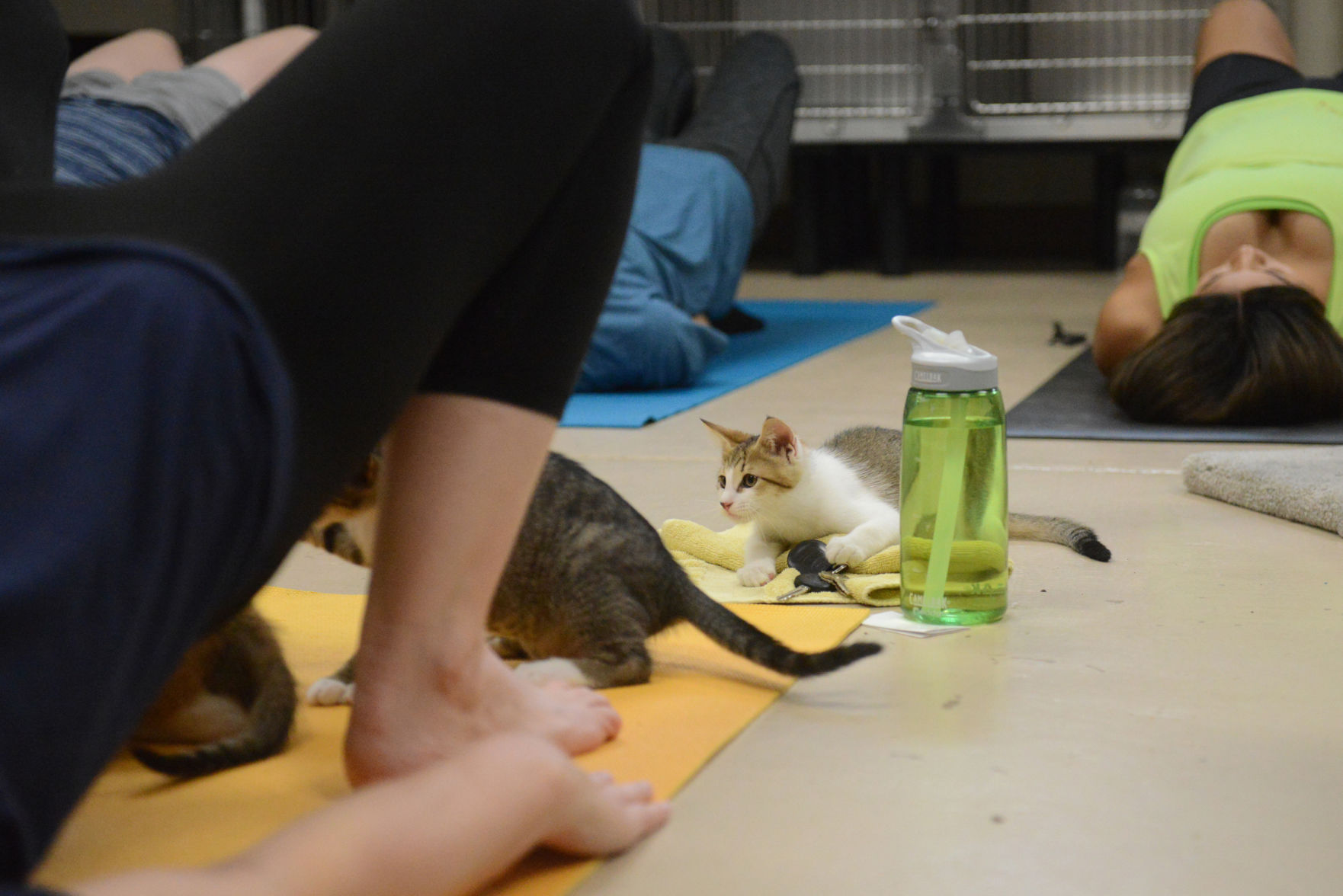 Cat Yoga at Aggieland Humane Society